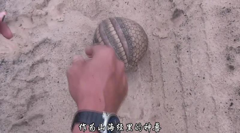 球魚萬的圖片大全 球魚萬的圖片大全 龍魚論壇 第1張