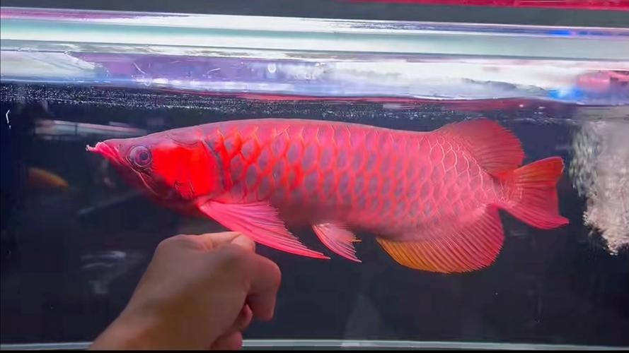 賽級紅龍魚多久發色？