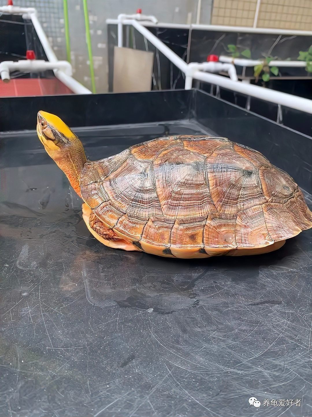 烏龜養久了會邪門的原因 烏龜養久了會邪門的原因 龍魚論壇 第2張