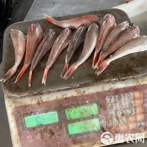 紅頭魚(yú)多少錢(qián)一斤市場(chǎng)價(jià)