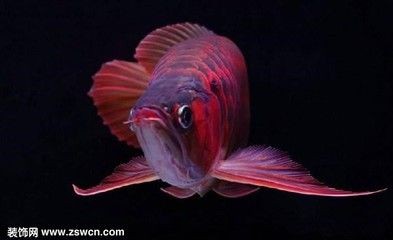 辣椒紅龍魚價格多少：辣椒紅龍魚價格可以根據其品相、形體、顏色、大小等因素有所不同
