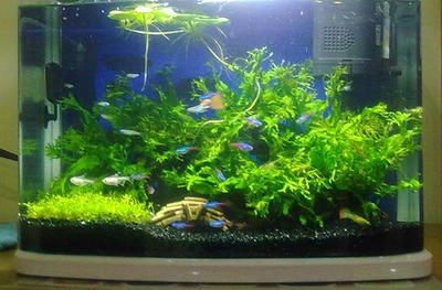黑金沙魚缸中的黑金沙輻射風險黑金沙輻射風險：魚缸輻射的危害與防護 黑金沙魚缸中的黑金沙輻射風險黑金沙輻射風險：魚缸輻射的危害與防護 魚缸百科 第4張