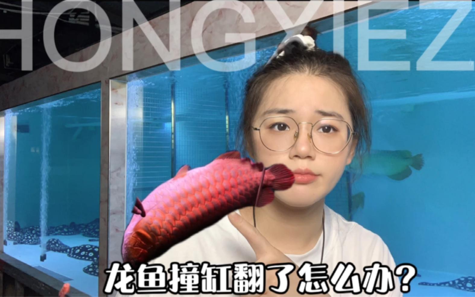 龍魚撞缸后應該如何急救？