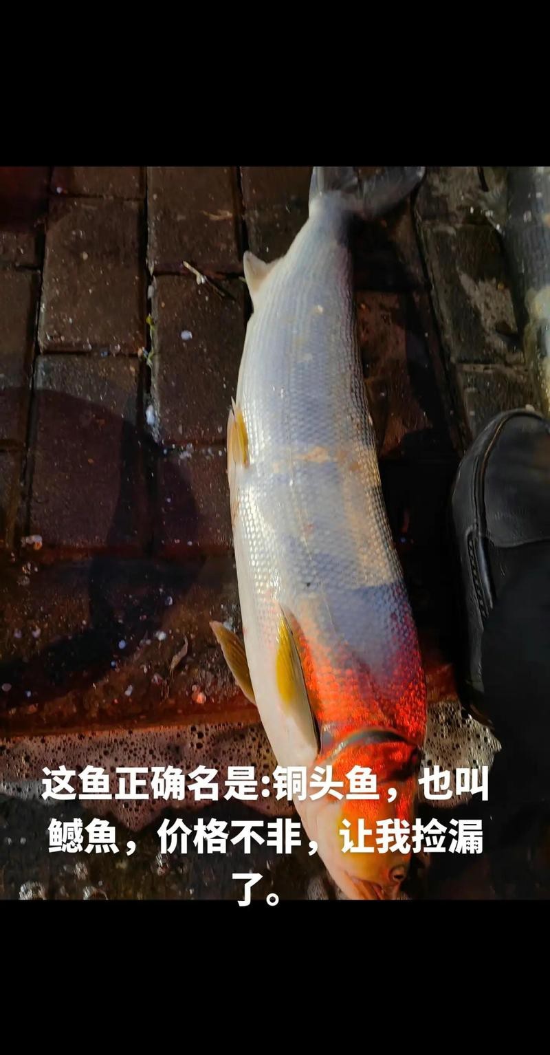 淡水老虎魚叫什么 淡水老虎魚叫什么 龍魚論壇 第5張