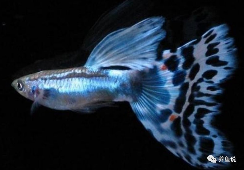 如何挑選健康的孔雀魚？