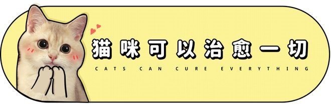 寵物展會2021年時間表 2025長城杯龍魚大賽 第4張 寵物展會2021年時間表 寵物展會2021年時間表 2025長城杯龍魚大賽 第4張