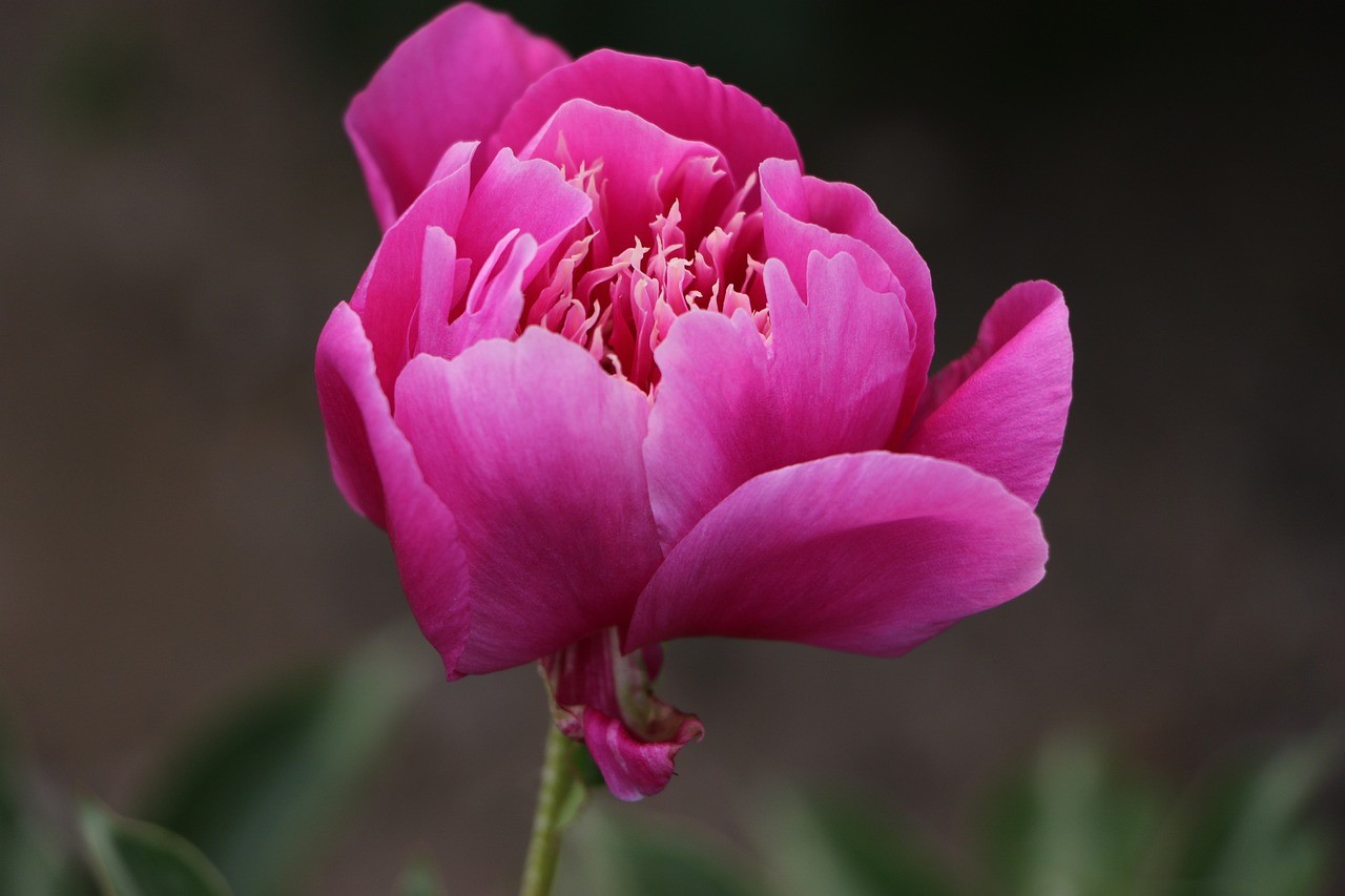 洛陽(yáng)藝苑花卉交易市場(chǎng)有限公司（洛陽(yáng)藝苑花卉交易市場(chǎng)有限公司招聘） 洛陽(yáng)藝苑花卉交易市場(chǎng)有限公司（洛陽(yáng)藝苑花卉交易市場(chǎng)有限公司招聘） 全國(guó)水族館企業(yè)名錄 第2張
