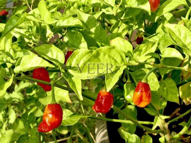 給我一張紅龍魚級別區分圖 給我一張紅龍魚級別區分圖 2025長城杯龍魚大賽 第9張
