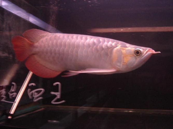 給我一張紅龍魚級別區分圖 給我一張紅龍魚級別區分圖 2025長城杯龍魚大賽 第17張
