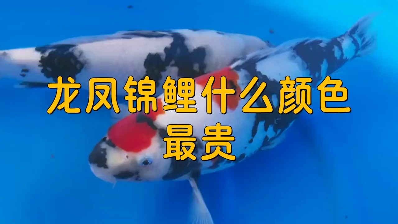 龍鳳魚有哪些品種？