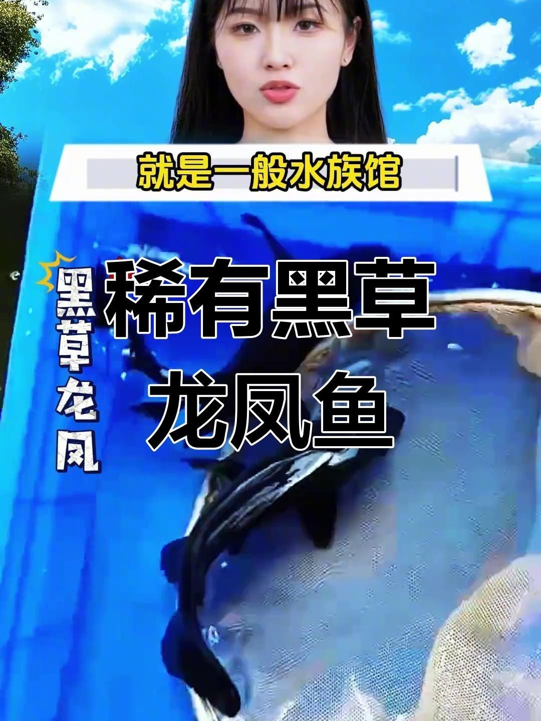 龍鳳魚有哪些品種？