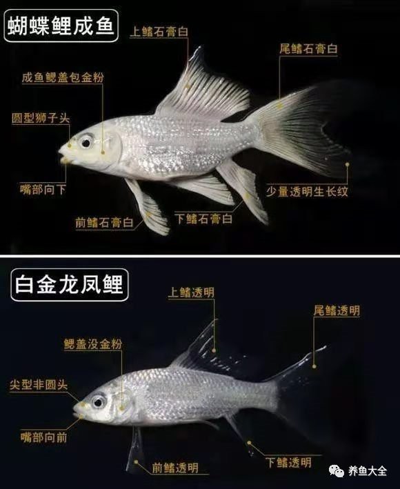 龍鳳魚有哪些品種？