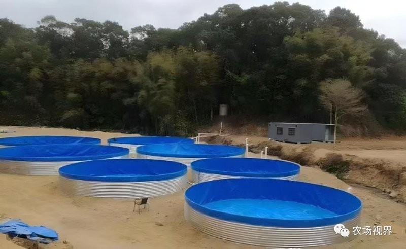 金龍魚品相