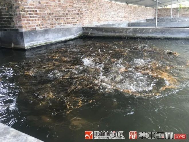 金龍魚品相