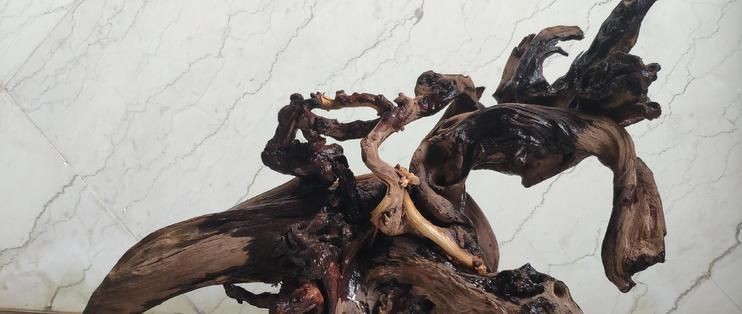 蝦木放魚缸好不好：蝦木造景搭配哪些水草