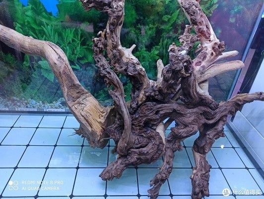 蝦木放魚缸好不好：蝦木造景搭配哪些水草