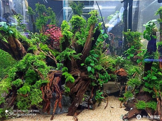 蝦木放魚缸好不好：蝦木造景搭配哪些水草