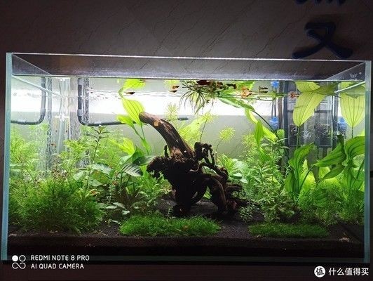 蝦木放魚缸好不好：蝦木造景搭配哪些水草