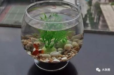 魚缸水質(zhì)管理的重要性魚缸水質(zhì)管理的重要性魚缸水質(zhì)管理：慶大霉素在養(yǎng)魚領(lǐng)域發(fā)揮作用 魚缸水質(zhì)管理的重要性魚缸水質(zhì)管理的重要性魚缸水質(zhì)管理：慶大霉素在養(yǎng)魚領(lǐng)域發(fā)揮作用 魚缸百科 第4張
