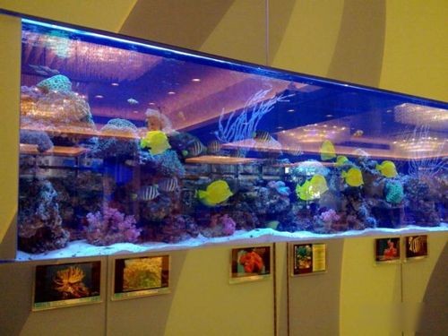 亞克力魚缸怎么樣：亞克力魚缸與玻璃魚缸對(duì)比 亞克力魚缸怎么樣：亞克力魚缸與玻璃魚缸對(duì)比 魚缸百科 第2張