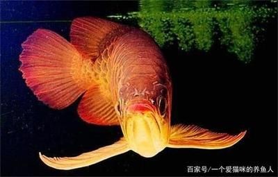 龍魚用燈光照發色多久合適：龍魚用燈光照發色