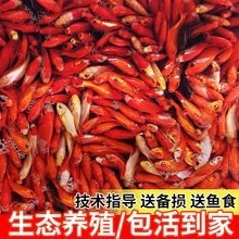 給我推薦幾家信譽良好的廣東紅龍魚漁場 2025長城杯龍魚大賽 第8張 給我推薦幾家信譽良好的廣東紅龍魚漁場 給我推薦幾家信譽良好的廣東紅龍魚漁場 2025長城杯龍魚大賽 第8張