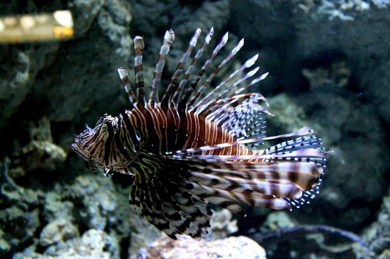 黑桃A魚適合養什么魚 黑桃A魚適合養什么魚 龍魚論壇 第2張