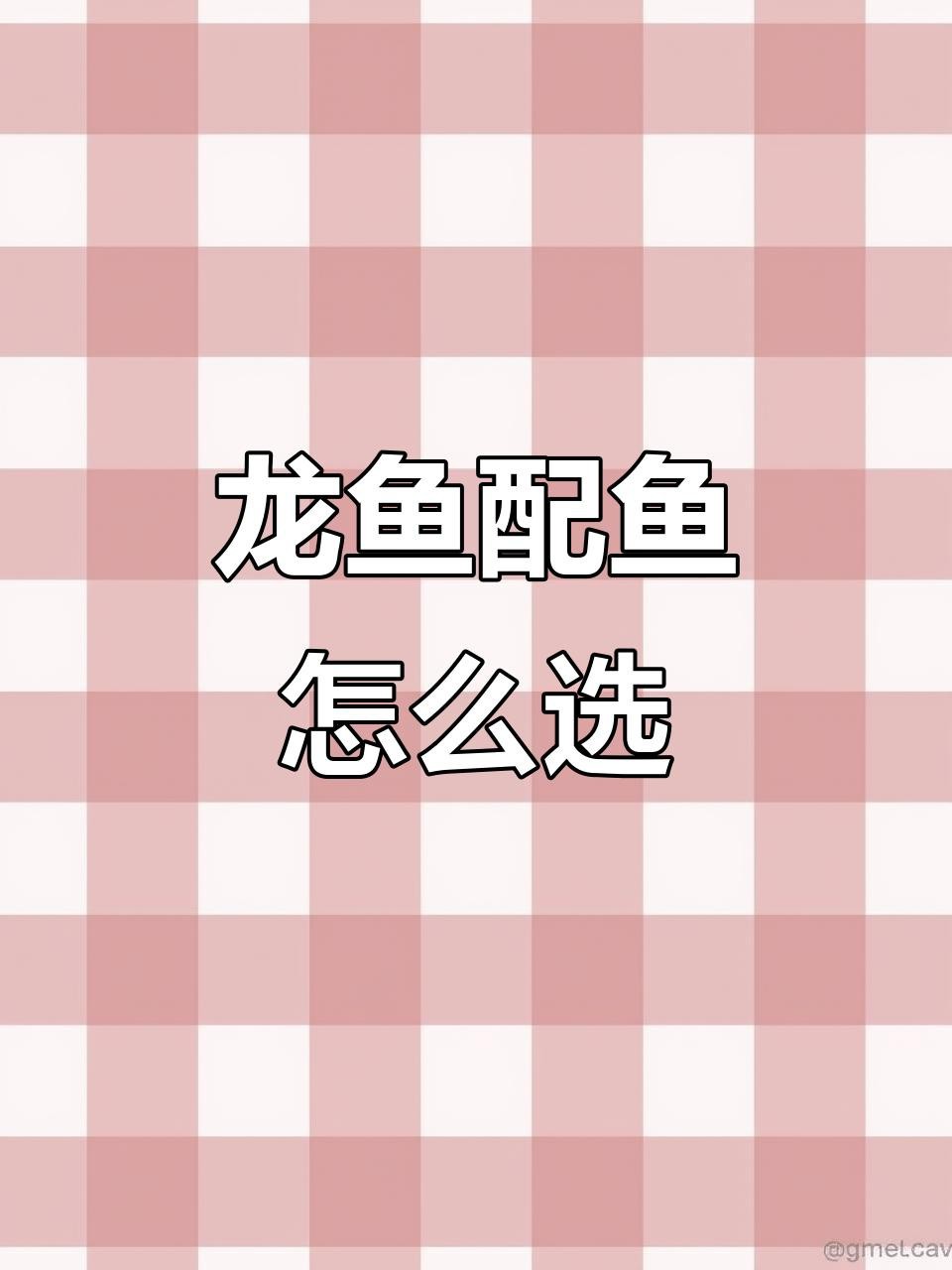 龍魚最佳配魚排名 龍魚最佳配魚排名 龍魚論壇 第6張