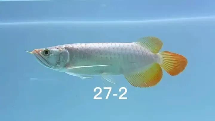 紅龍魚批發選擇祥龍魚場 紅龍魚批發選擇祥龍魚場 龍魚論壇 第11張