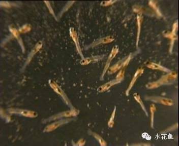 魚一年能長多大