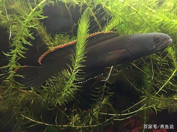 雷龍魚(yú)和龍魚(yú)哪個(gè)好養(yǎng)活一點(diǎn)