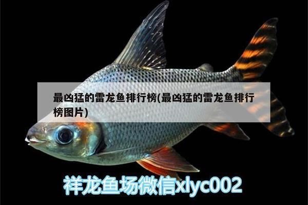 雷龍魚哪個品種比較兇猛（雷龍魚中有多個品種因其兇猛的性格而受到關注）