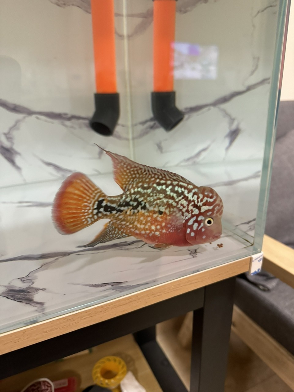 只長身體，其他啥也不長