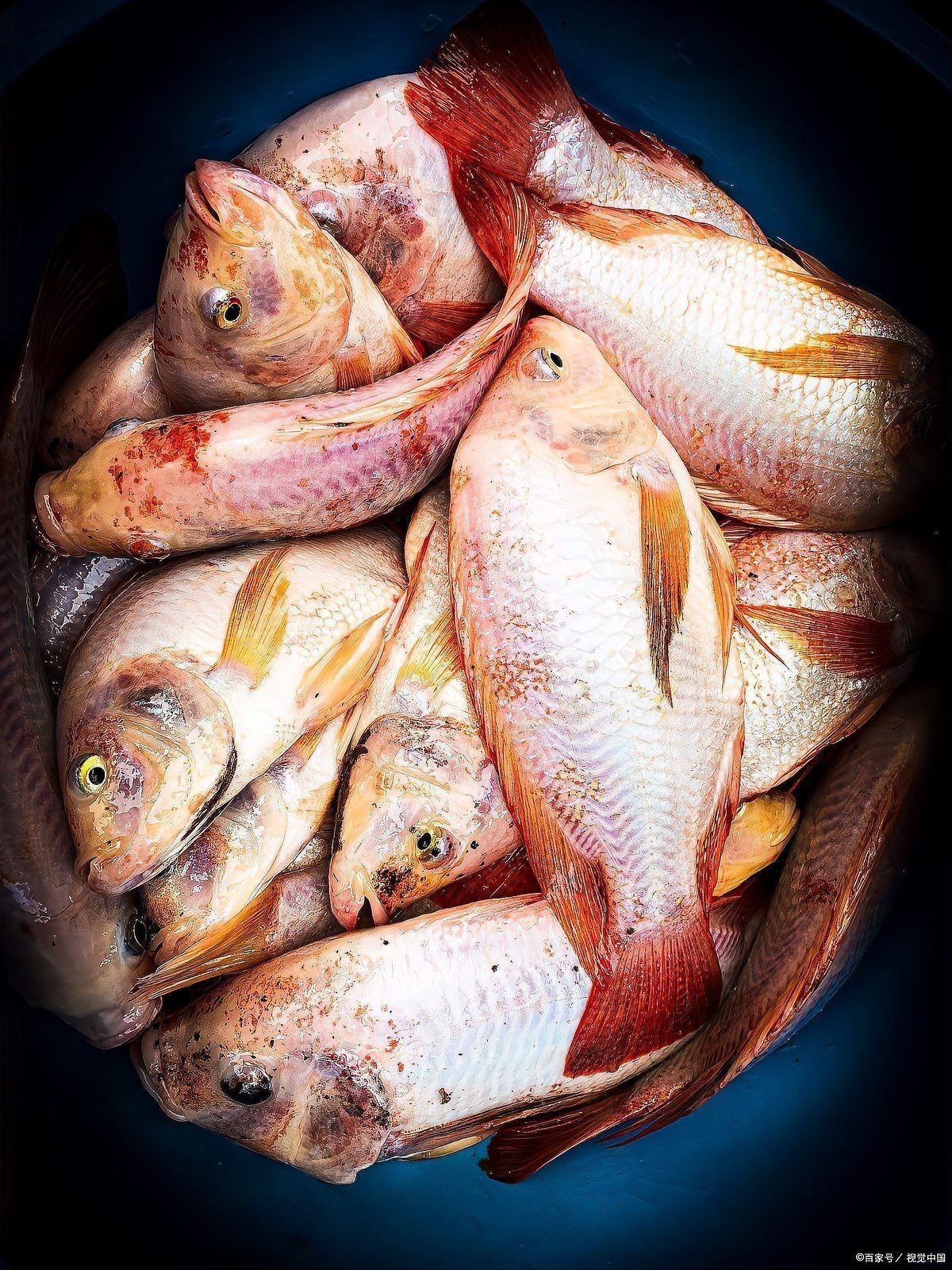 紅娘子魚