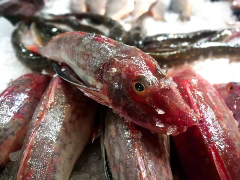 紅娘子魚