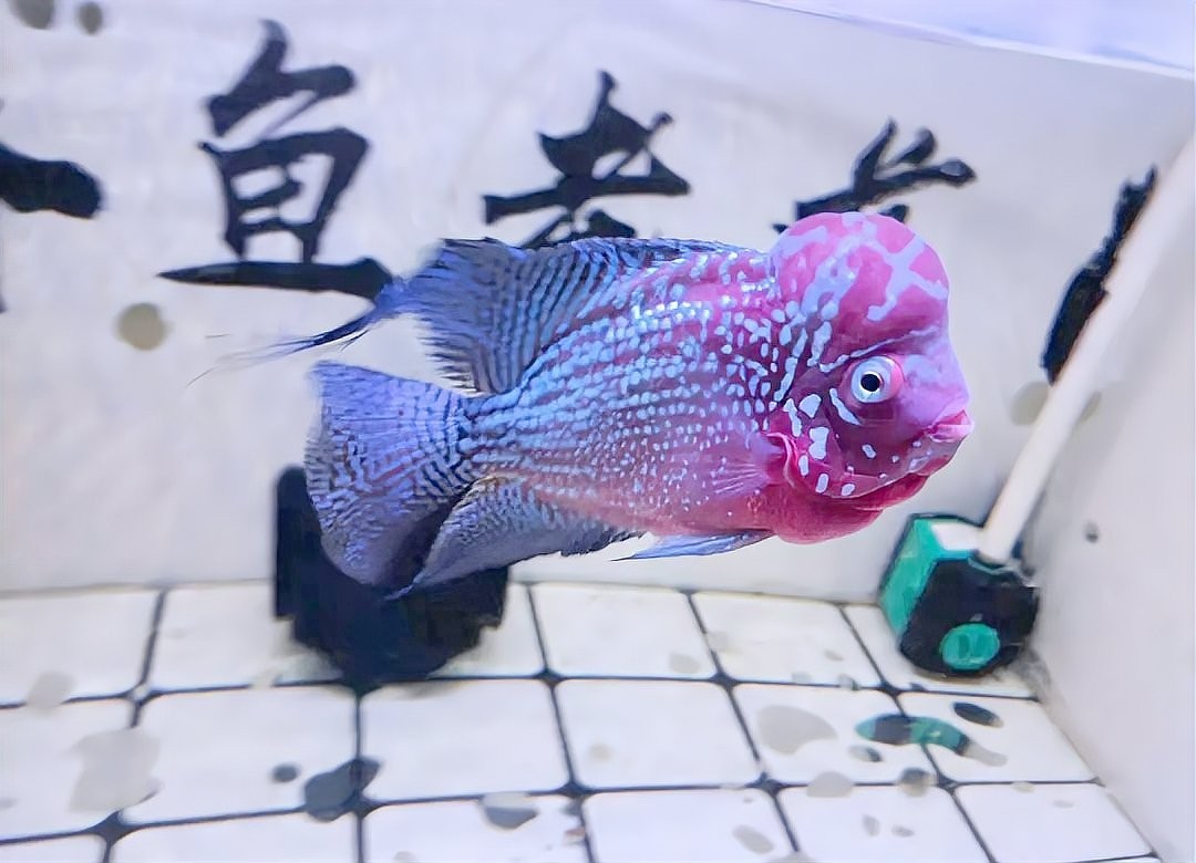 長城杯龍魚水泵的性能如何？