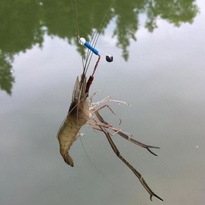 求助側燈的重要性及其應用，新加坡觀賞魚行業內唯一一家為本地和國際客戶提供全面的&服務
