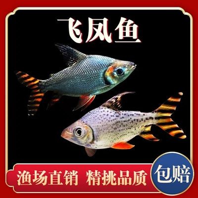 龍魚缸中層魚有哪些種類：適合與龍魚混養的中層魚 龍魚缸中層魚有哪些種類：適合與龍魚混養的中層魚 龍魚百科 第4張