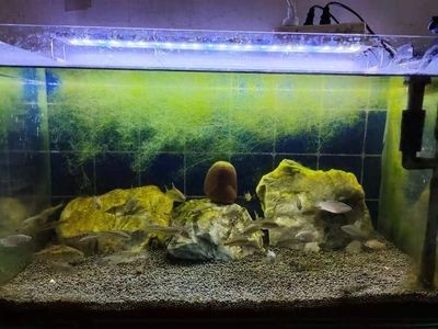 龍魚缸中層魚有哪些種類：適合與龍魚混養的中層魚 龍魚缸中層魚有哪些種類：適合與龍魚混養的中層魚 龍魚百科 第2張