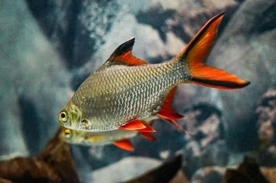 龍魚缸中層魚有哪些種類：適合與龍魚混養的中層魚 龍魚缸中層魚有哪些種類：適合與龍魚混養的中層魚 龍魚百科 第3張