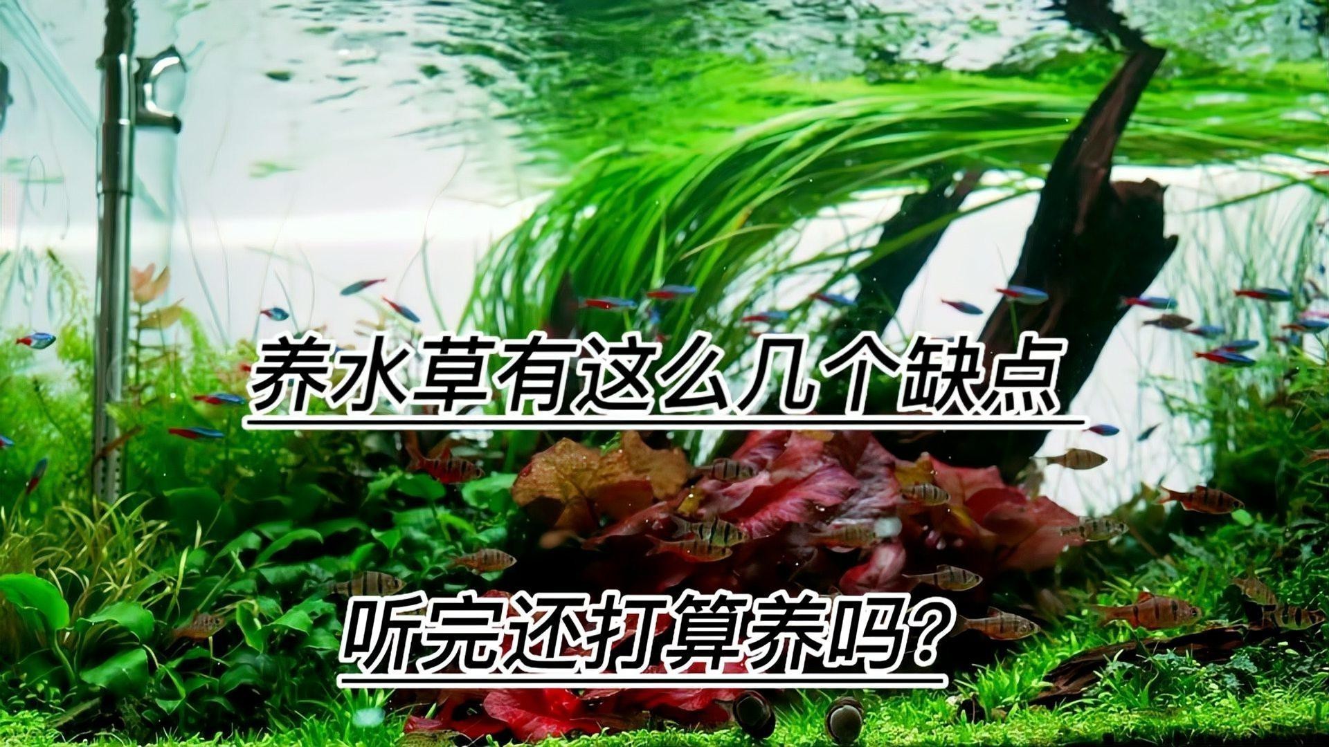 哪里可以購(gòu)買(mǎi)到高品質(zhì)的龍魚(yú)？ 哪里可以購(gòu)買(mǎi)到高品質(zhì)的龍魚(yú)？ 水族問(wèn)答 第5張