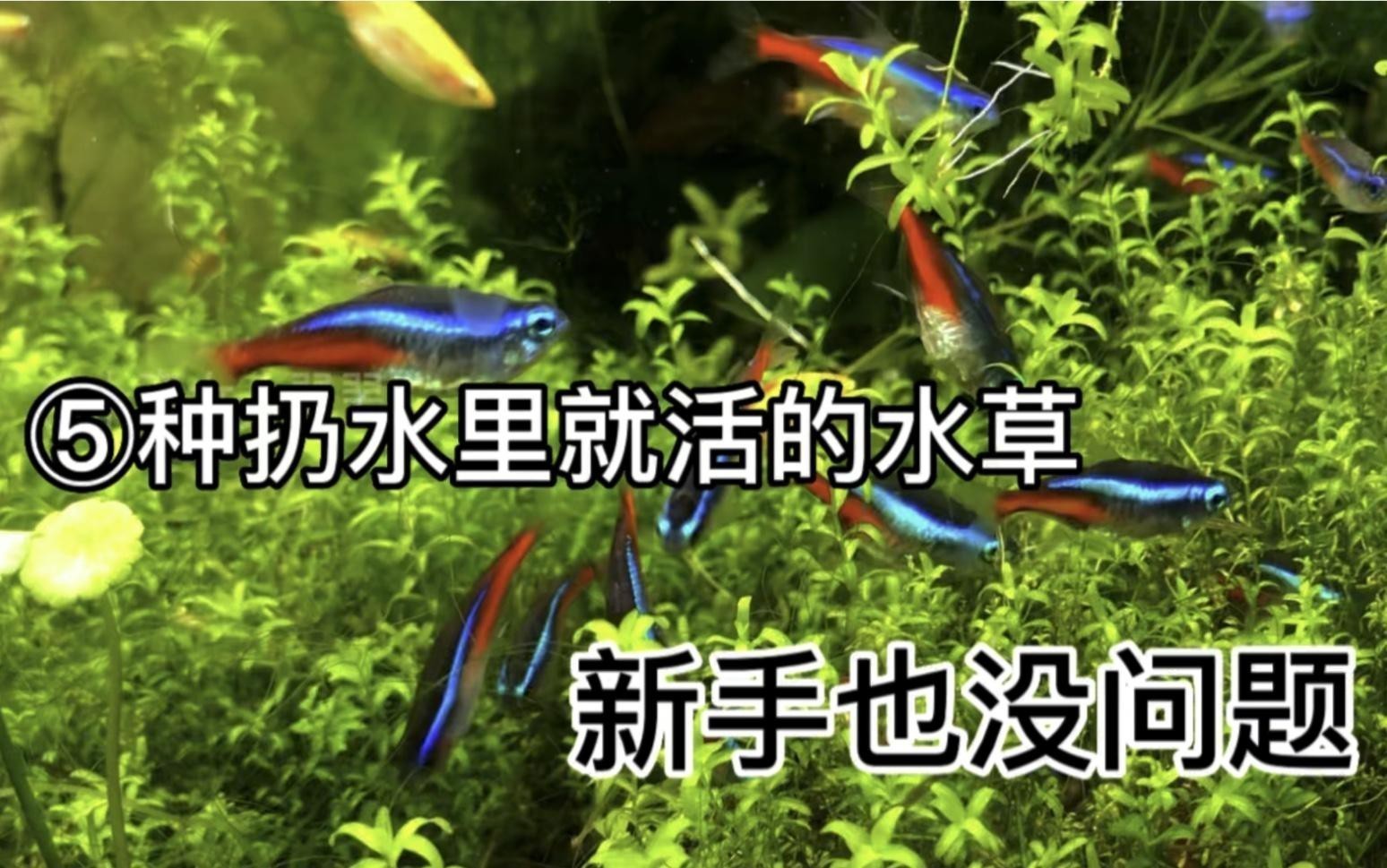 哪里可以購(gòu)買(mǎi)到高品質(zhì)的龍魚(yú)？ 哪里可以購(gòu)買(mǎi)到高品質(zhì)的龍魚(yú)？ 水族問(wèn)答 第4張