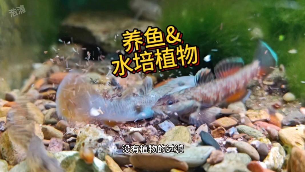 哪里可以購(gòu)買(mǎi)到高品質(zhì)的龍魚(yú)？ 哪里可以購(gòu)買(mǎi)到高品質(zhì)的龍魚(yú)？ 水族問(wèn)答 第8張