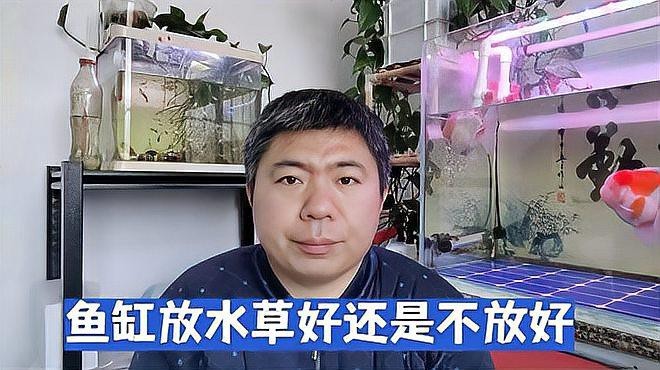 哪里可以購(gòu)買(mǎi)到高品質(zhì)的龍魚(yú)？ 哪里可以購(gòu)買(mǎi)到高品質(zhì)的龍魚(yú)？ 水族問(wèn)答 第7張