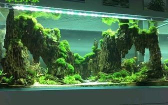 陽江市江城區大信水族館（陽江市江城區大信水族館地址） 陽江市江城區大信水族館（陽江市江城區大信水族館地址） 全國水族館企業名錄