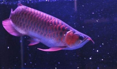 紅龍魚鰭發(fā)黑怎么回事 紅龍魚鰭發(fā)黑怎么回事 龍魚百科 第5張