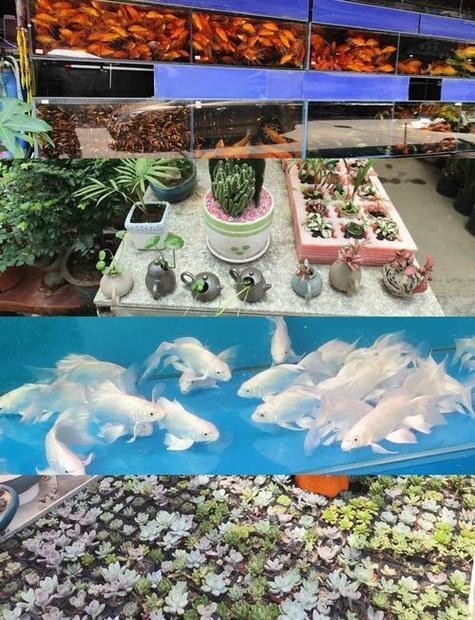 廣州哪里可以買(mǎi)到專(zhuān)業(yè)的龍魚(yú)飼料？