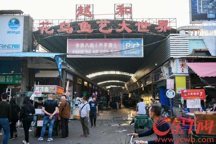 廣州哪里可以買(mǎi)到專(zhuān)業(yè)的龍魚(yú)飼料？