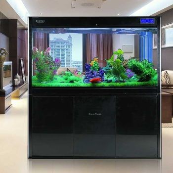 怎么預防金龍魚掉眼：如何避免金龍魚掉眼 怎么預防金龍魚掉眼：如何避免金龍魚掉眼 龍魚百科 第1張