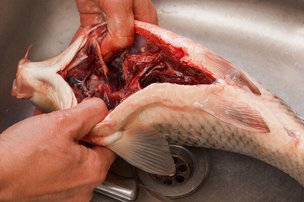 河里毒魚藥哪種最好 河里毒魚藥哪種最好 龍魚論壇 第10張